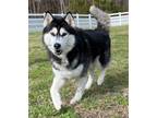 Adopt 2209-0596 Kiro a Black - with White Husky / Mixed dog in Virginia Beach