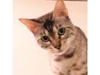 Adopt Rhea a Spotted Tabby/Leopard Spotted Bengal (short coat) cat in Toronto