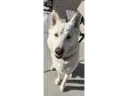 Adopt LUCKY a White Siberian Husky / Mixed dog in Tucson, AZ (37177451)