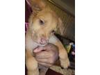 Adopt Non named a Tan/Yellow/Fawn Labrador Retriever / Mixed dog in Detroit