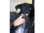Adopt Non named a Black - with White Labrador Retriever / Mixed dog in Detroit