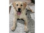 Adopt Doggy a Tan/Yellow/Fawn Labrador Retriever / Mixed dog in Oxnard