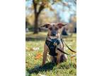 Adopt Min a Brown/Chocolate Dachshund / Mixed Breed (Small) / Mixed dog in