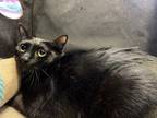 Adopt Candy Hearts a All Black Domestic Shorthair (short coat) cat in Norman