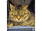 Adopt Henry a Tiger Striped Hemingway/Polydactyl (short coat) cat in Wading