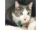 Adopt Sammy a Domestic Shorthair / Mixed cat in Port Washington, NY (37172031)