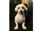 Adopt Noel a White Bichon Frise / Mixed dog in Millersburg, OH (37176876)