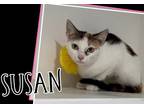 Adopt Susan a Calico or Dilute Calico Domestic Shorthair / Mixed (short coat)