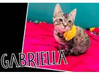 Adopt Gabriella a Brown or Chocolate (Mostly) Domestic Shorthair / Mixed (short