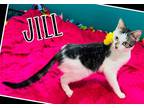 Adopt Jill a Brown Tabby Domestic Shorthair / Mixed (short coat) cat in Herndon