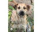 Adopt Sage a Tan/Yellow/Fawn Labrador Retriever / Shepherd (Unknown Type) /