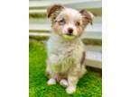 Adopt Rex a Brown/Chocolate - with White Australian Shepherd / Mixed dog in