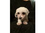Adopt Hannah a White Bichon Frise / Mixed dog in Millersburg, OH (37176907)