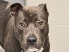Adopt MASON a Gray/Blue/Silver/Salt & Pepper Pit Bull Terrier / Mixed dog in