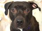 Adopt POMELO a Black Pit Bull Terrier / Mixed dog in Denver, CO (37176789)