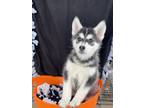 Adopt Shania a Brown/Chocolate - with White Husky dog in Castle Rock