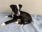 Adopt Quinn a Black - with White Border Collie dog in Castle Rock, CO (37174116)