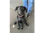 Adopt Jule a Black Labrador Retriever dog in Castle Rock, CO (37174113)