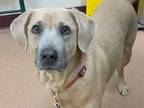 Adopt Norman a Tan/Yellow/Fawn Labrador Retriever / Mixed dog in Boulder