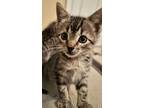 Adopt Rowan a Brown Tabby Domestic Shorthair (short coat) cat in Smithfield
