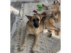 Adopt Ally Jo a Tan/Yellow/Fawn - with Black German Shepherd Dog dog in