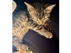 Adopt Maple a Brown Tabby Domestic Shorthair (short coat) cat in Smithfield