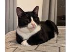 Adopt Olaf a Black & White or Tuxedo Domestic Shorthair (short coat) cat in New