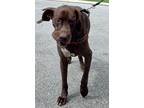 Adopt SCOOBY a Great Dane / Mixed dog in Roanoke, VA (37171088)