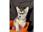 Adopt Sitka a Brown/Chocolate - with White Husky dog in Castle Rock