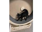 Adopt Hubble a All Black Domestic Shorthair / Mixed (short coat) cat in Park