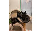 Adopt Stubby a Black (Mostly) Domestic Shorthair / Mixed (short coat) cat in