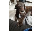 Adopt Carroll a Labrador Retriever / Mixed dog in Milton, DE (37175536)