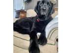 Adopt Ava a Black Newfoundland / Mixed dog in Tipp City, OH (37175389)