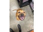 Adopt Zara a Labrador Retriever / American Pit Bull Terrier / Mixed dog in
