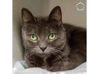 Adopt Essi a Domestic Shorthair / Mixed (medium coat) cat in Shoreline