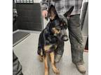 Adopt KING a German Shepherd Dog / Mixed dog in Fremont, OH (37175315)