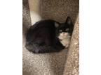 Adopt Thalia a Domestic Longhair / Mixed (short coat) cat in Fort Riley