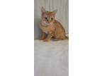 Adopt Momma Kitty A Orange Or Red Tabby Domestic Shorthair (short Coat) Cat In