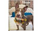 Adopt BLOSSOM a Brown/Chocolate - with White Mixed Breed (Medium) / Mixed dog in