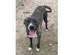 Adopt Elvis a Brindle - with White Terrier (Unknown Type