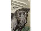 Adopt Victoria a Black Labrador Retriever dog in Opelousas, LA (37172386)