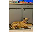 Adopt Gwen a Brindle Dutch Shepherd dog in Parker, CO (37175163)