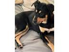 Adopt Elsie a Black - with Tan, Yellow or Fawn Rottweiler dog in Parker