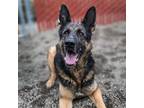 Adopt Ranger a German Shepherd Dog / Mixed dog in Troutdale, OR (37172608)