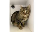 Adopt Barley a Domestic Shorthair / Mixed cat in Silverdale, WA (37169769)