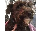 Adopt Chester a Black Mixed Breed (Small) / Schnauzer (Standard) / Mixed dog in