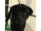 Adopt 57905 a Black Mixed Breed (Large) / Mixed dog in Las Cruces, NM (37175031)