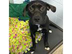 Adopt Renfri a Black Mixed Breed (Medium) / Mixed dog in Mankato, MN (37172914)