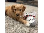 Adopt Spider-Man a Brown/Chocolate Golden Retriever / Poodle (Miniature) / Mixed