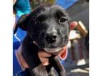 Adopt ASAMI a Black Labrador Retriever / Shepherd (Unknown Type) / Mixed dog in
